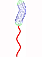 How much thrust is produced by the helical cell body of H pylori, and what is its effect on swimming speeds?