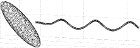 Wiggling trajectories were calculated for bacteria with one and two flagellar bundles.