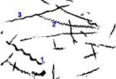 Helical trajectories of swimming Bacillus subtilis.