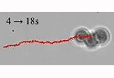 Achiral magnetically rotated microswimmer.