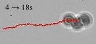 An achiral, rigid magnetically actuated swimmer constructed of 3 spherical beads (Kim group, Drexel University)